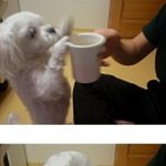 강쥐의 커피에 대한 <b>집념</b>