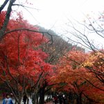 ..내장산 단풍놀이...<b>잇힝</b>~