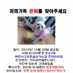 제발도와주세요. 저희가족 <b>은비</b>를잃어버렸습니다