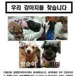 구미분들..우리강아지들 좀 찾을수있게 도와주세요..제발..부탁드립니다
