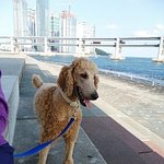 우리집 사람같은 개를 소개합니다. (사진 有)