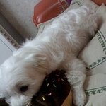 우리집막내귀염둥이둥이둥이(진짜귀여운데ㅡㅡ???/)