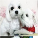 ♡  아구 예쁜 아가들  ♡