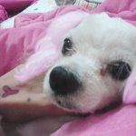 우리 <b>구름</b>이좀 찾아주세요ㅠㅠ(인천부평구청천동)