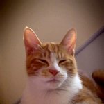 이제 대세는 <b>티벳</b>고양이 ㅋ