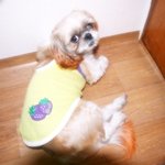 우리딸기 (<b>시추</b>)신랑감 찾아요.