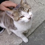 고양이좀 데려가주세요ㅠㅠ -><b>주인</b>을찾았습니다!!!!!!감사해요ㅠㅠ