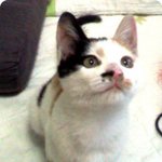 저도 며칠전 길냥이 데려다 키우고 있습죠!