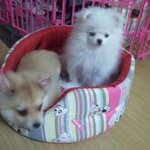 톡 "200만원짜리 강아지가 이상해요" 후기예요