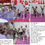 저희 강아지 "<b>밍키</b>"를찾습니다. 한번씩만봐주세요.