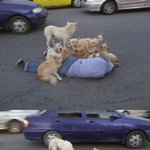(사진有)12마리 강아지들의 술취한 <b>주인</b> 보호
