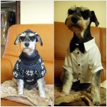 한집에 지랄견 세마리♬