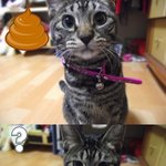 고양이 <b>응가</b> 먹는 우리집 강아지....