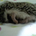 고슴도치랑 기숙사생활하기! ♥ (스압주의)