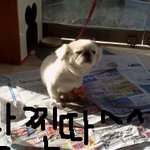 저희집 강아지 <b>이름</b>은 "<b>개</b>일월"이에요.