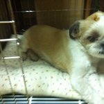 ※ <b>천호</b>공원 사거리에서 주인 잃은 강아지를 발견해 보호중입니다.