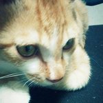 고양이가 <b>내손</b>이 베개인줄 알아요