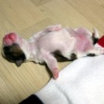 이거슨 4일된 강아지가 아님~ㅋㅋ