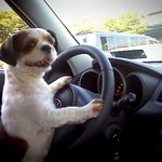 (사진有) 우리집 재롱둥이를 소개합니다.~♥