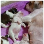 21일된 꼬물이들을 소개합니다~