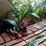 길고양이 밥 주기!