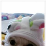 저희 말티즈 <b>연상</b>연하커플을 소개합니다~