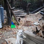 캐논 eos 60d로 강아지를 찍어봤어요 :d