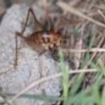 곱등이 닮은 남친과의 알콩달콩 연애담.