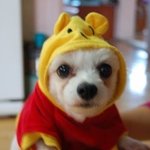 집에서 키우는 강아지와 <b>한판</b> 했습니다.