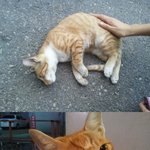 불쌍한 고양이들의 안타까운 죽음.............