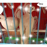 저의 비둘기 들 <b>범죄행각</b> .ㅎㅎㅎ