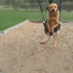 이것이 진정한 개그네