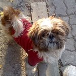 경기도 부천에서 유기견을 발견했습니다.