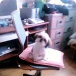 (사진多)멍멍이7마리와나란여자,,