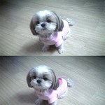 우리 집 귀염둥이 버들이를 소개합니다♡
