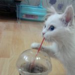 사랑스런 울 집 냥꼬