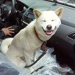 우리집 진돗개의 <b>절정</b> 표정!!!!! 합성x 대박임!!!! (사진...