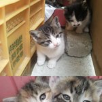 [광주] 새끼고양이 무료 <b>분양</b>