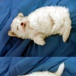 [사진] 강아지라는게 너무 신기하네요 ..