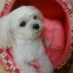 깜찌기 강아지!!