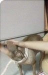 <b>성남</b>에사시는분들!!!우리강아지를찾아주세요 .
