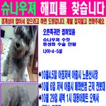 광진구>강아지 잃어버린지 <b>다섯</b>달이 넘었어요 ㅠㅠ 근처에 서성이는데...