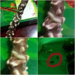 벌레아몬드빼빼로. 묵묵부답 롯x,<b>식약청</b>