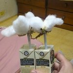 <b>두유</b>팩 위 목화씨에서 솜이 폈습니다!!