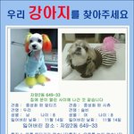 [사진有]우리 강아지를 찾아주세요 말티랑 시<b>츄</b>(추천좀해주세요 많은사람들볼...