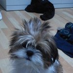 우리 귀여운 <b>아지</b> 사진