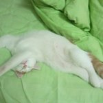 이렇게 자는 고양이 봣음?ㅋㅋㅋㅋㅋ