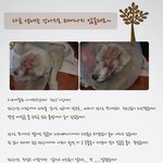 다음 생애는 강아지로 태어나지 않을래요(사이트 다음에서 퍼온글)
