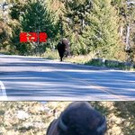 Yellow Stone Ntl <b>Park</b> (day 3)