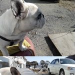 귀여운 우리 멍뭉이 프렌치<b>불독</b>입니당+ㅅ+ㅋㅋ